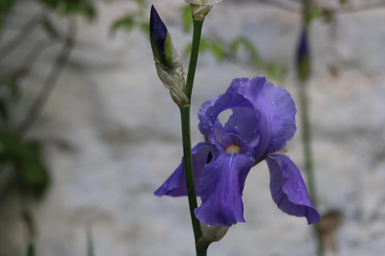 B&B Les Iris 布鲁塞尔 外观 照片